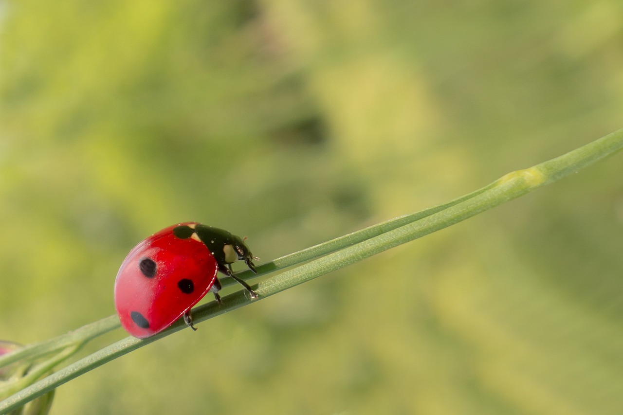 How to Keep Your Home Safe from Pests